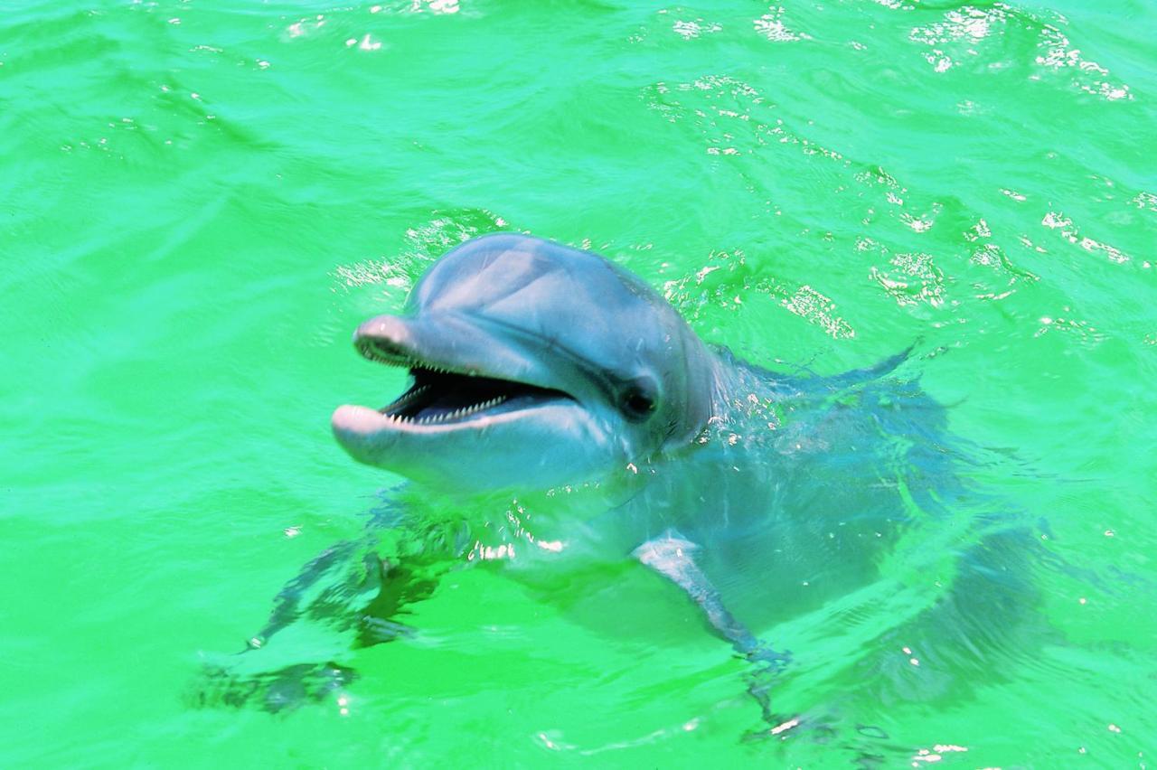 Affordable Beach Condos - One Bedroom Dlx Condos St. Pete Beach Buitenkant foto