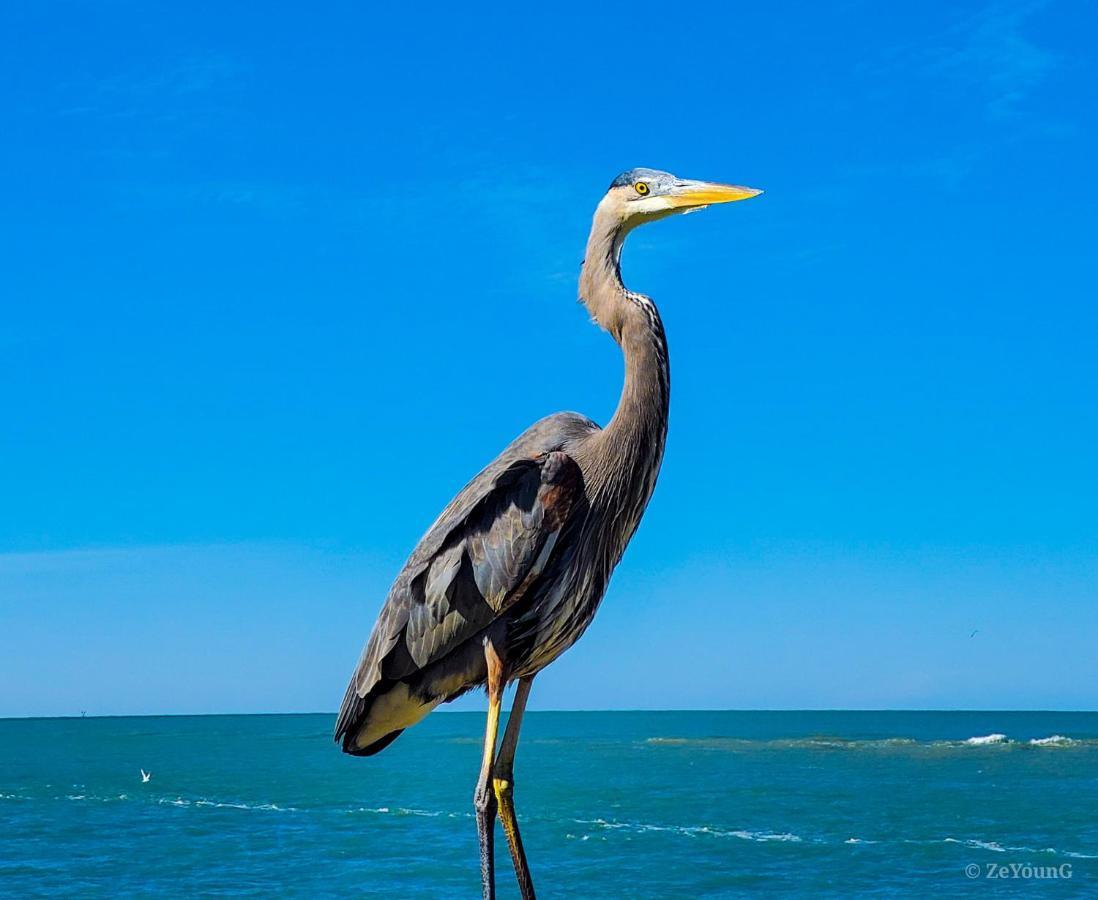 Affordable Beach Condos - One Bedroom Dlx Condos St. Pete Beach Buitenkant foto